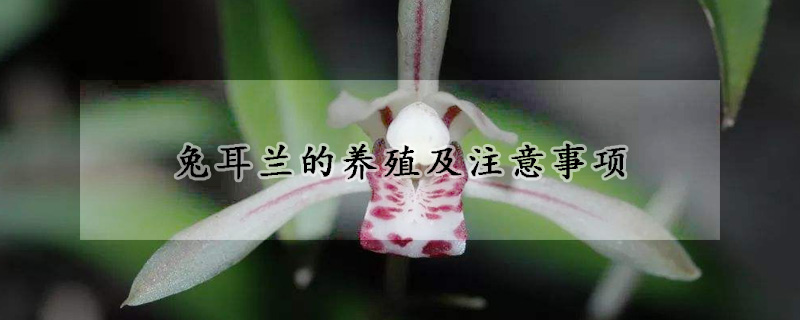 兔耳蘭的養(yǎng)殖及注意事項(xiàng)