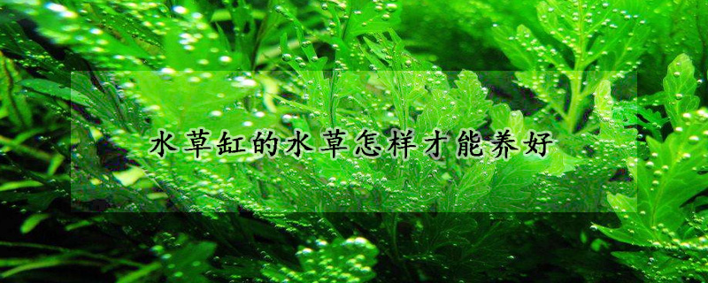 水草缸的水草怎樣才能養好