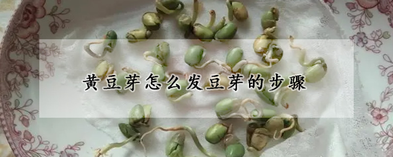 黃豆芽怎么發(fā)豆芽的步驟