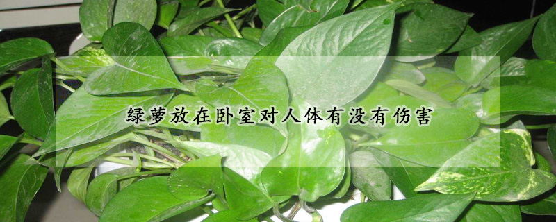 綠蘿放在臥室對(duì)人體有沒(méi)有傷害