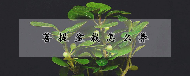 菩提盆栽怎么養(yǎng)