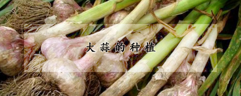 大蒜的種植