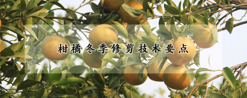 柑橘冬季修剪技術(shù)要點(diǎn)