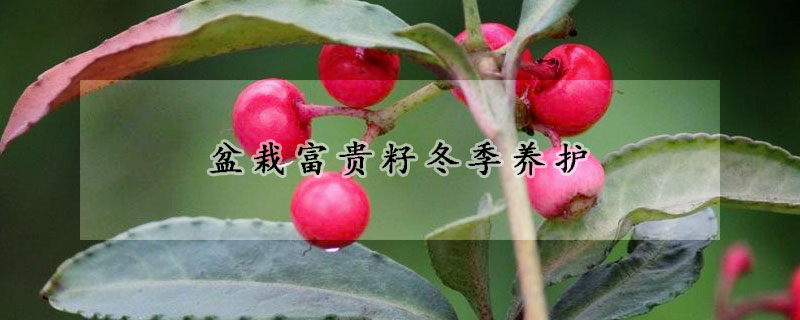 盆栽富貴籽冬季養(yǎng)護