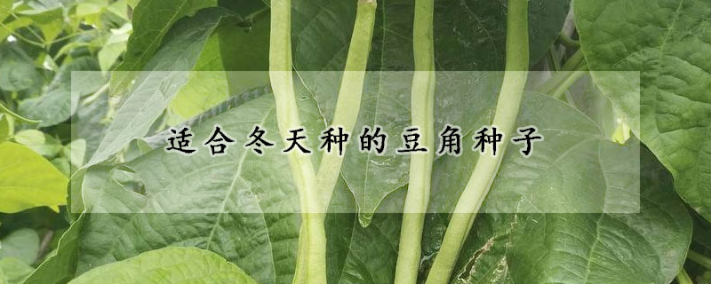 適合冬天種的豆角種子