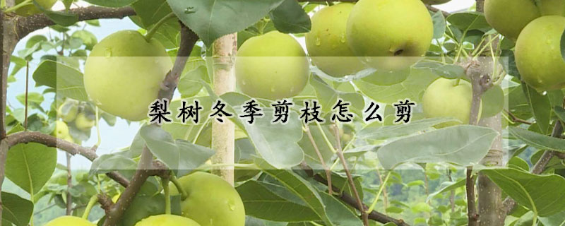 梨樹冬季剪枝怎么剪