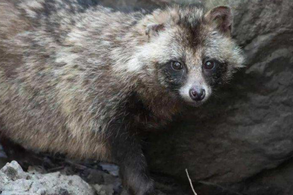 貉子是什么動物