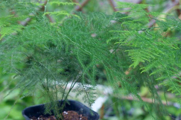 室內種什么植物最好 室內適合種什么植物