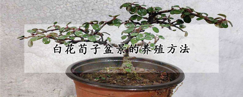 白花荀子盆景的養殖方法