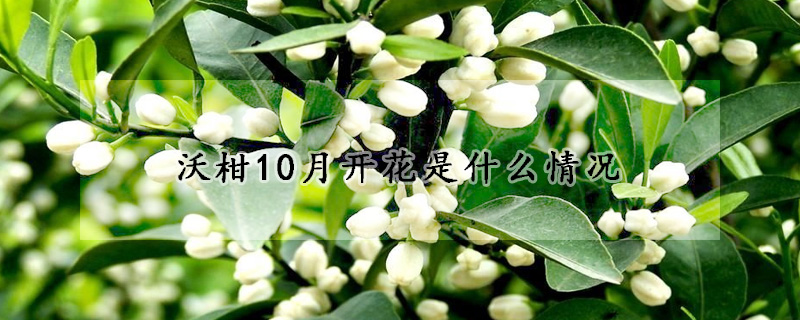 沃柑10月開花是什么情況