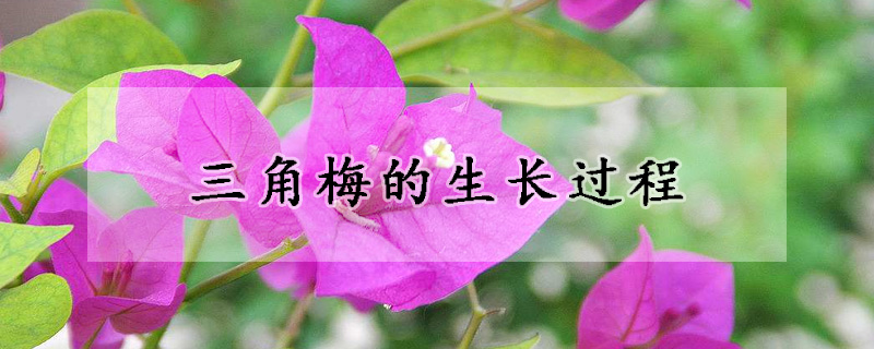 三角梅的生長(zhǎng)過(guò)程