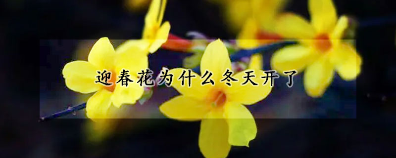 迎春花為什么冬天開了