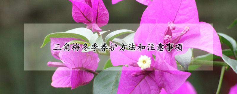 三角梅冬季養(yǎng)護(hù)方法和注意事項(xiàng)