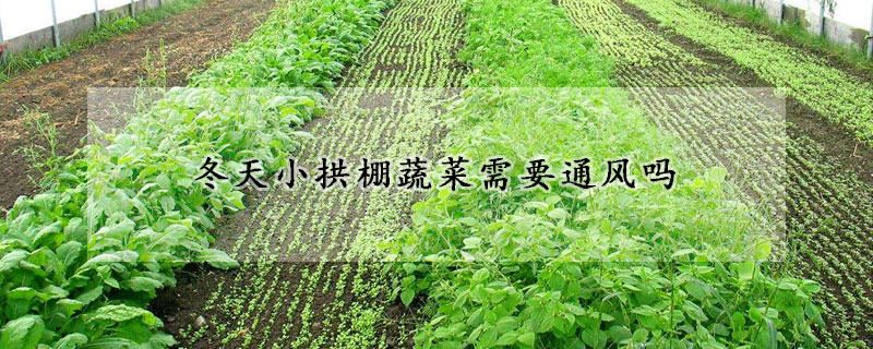 冬天小拱棚蔬菜需要通風嗎