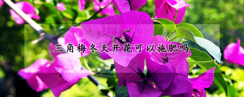 三角梅冬天開(kāi)花可以施肥嗎