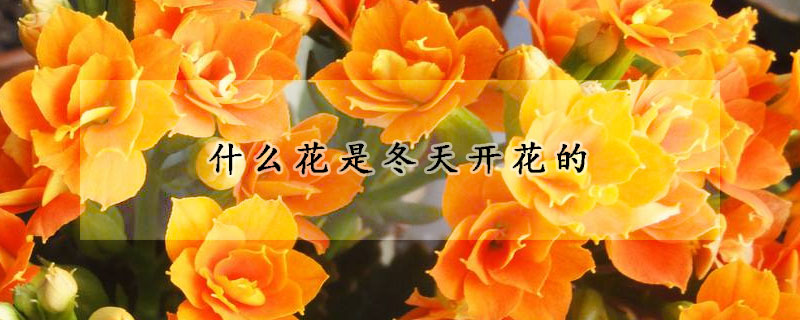 什么花是冬天開花的