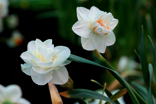 家里養什么花好風水 家里養啥花好