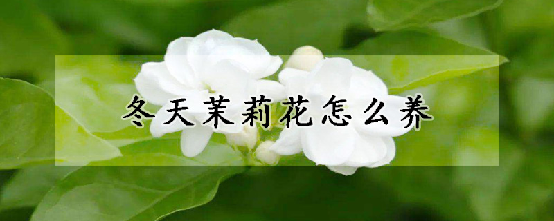 冬天茉莉花怎么養(yǎng)