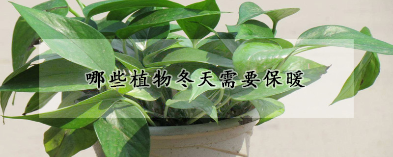 哪些植物冬天需要保暖