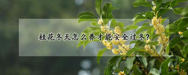 桂花冬天怎么養(yǎng)才能安全過冬?