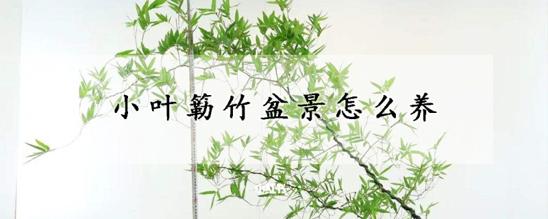 小葉簕竹盆景怎么養(yǎng)