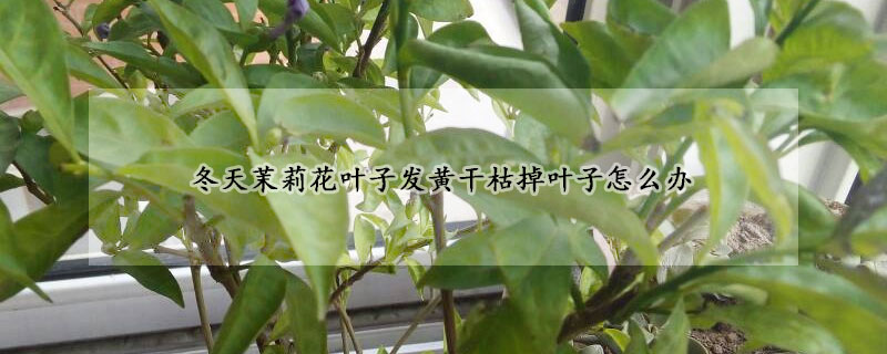 冬天茉莉花葉子發(fā)黃干枯掉葉子怎么辦