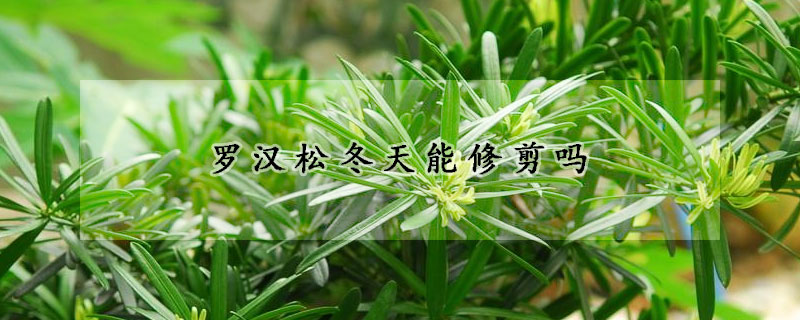 羅漢松冬天能修剪嗎