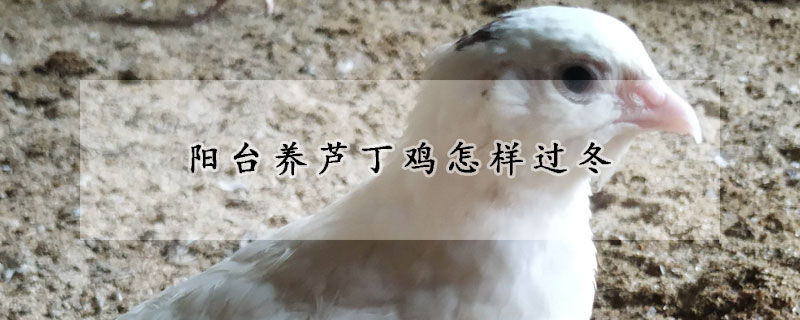 陽臺養(yǎng)蘆丁雞怎樣過冬