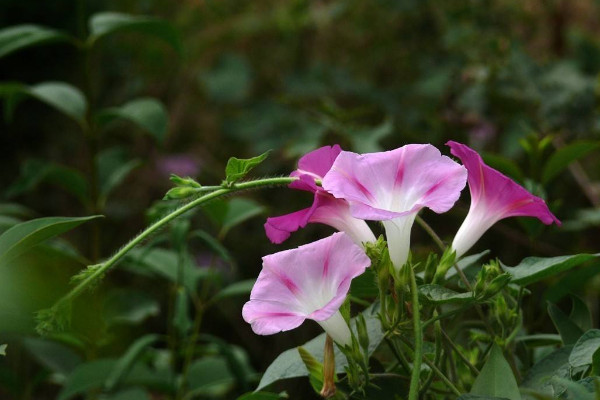 十大最香的花花期最長(zhǎng) 花香最長(zhǎng)的花排名