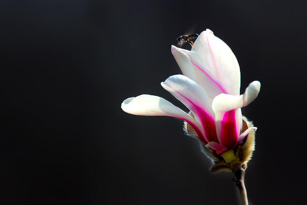 玉蘭花的寓意和風水 玉蘭花有什么寓意