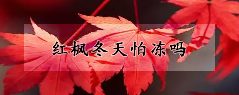 紅楓冬天怕凍嗎