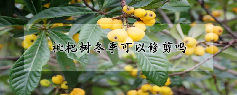 枇杷樹(shù)冬季可以修剪嗎