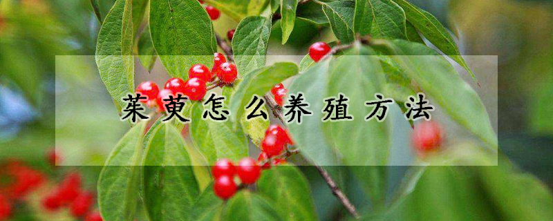 茱萸怎么養(yǎng)殖方法