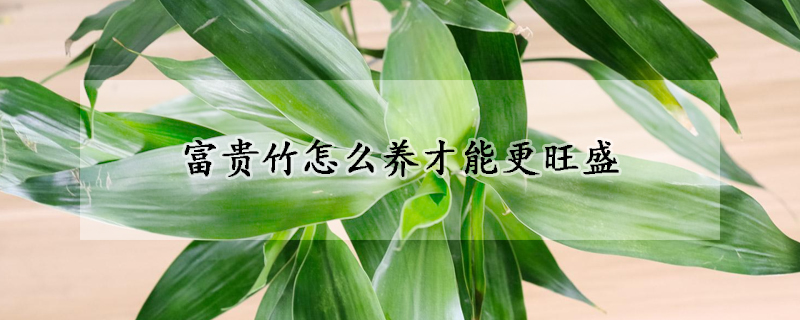 富貴竹怎么養(yǎng)才能更旺盛