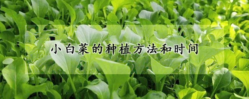 小白菜的種植方法和時間