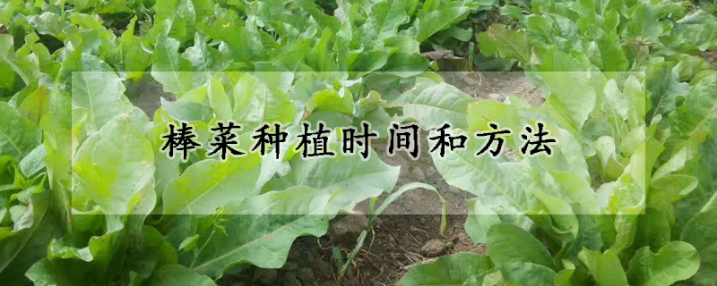 棒菜種植時間和方法