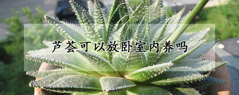 蘆薈可以放臥室內(nèi)養(yǎng)嗎