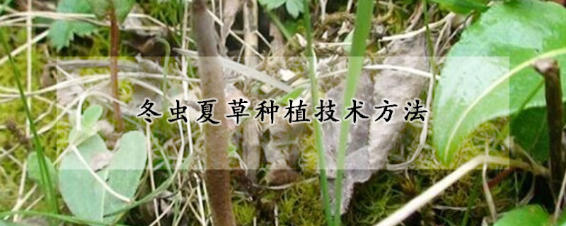 冬蟲夏草種植技術方法