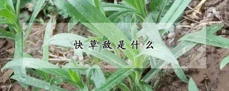 快草敵是什么