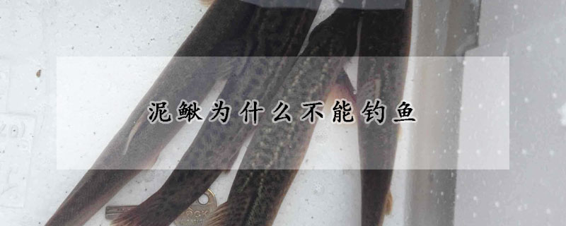 泥鰍為什么不能釣魚