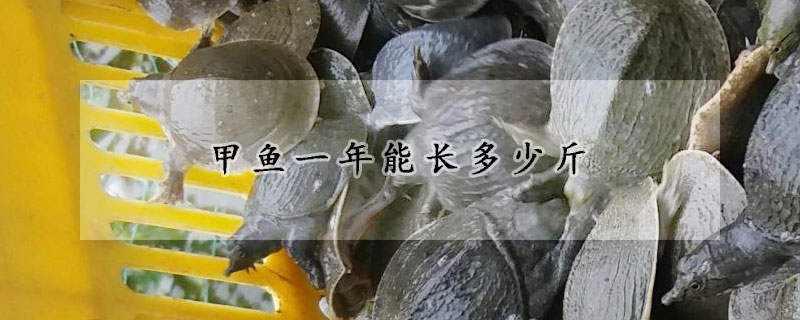 甲魚一年能長多少斤