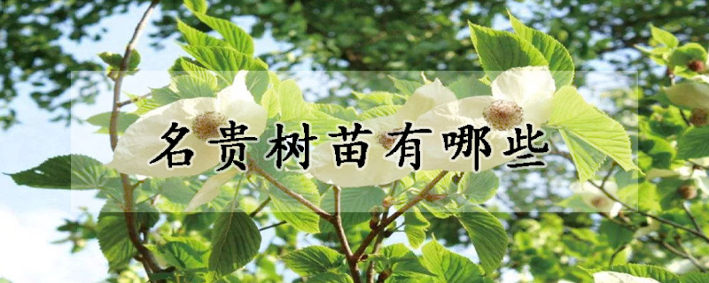 名貴樹(shù)苗有哪些