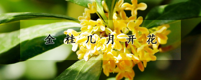 金桂幾月開(kāi)花