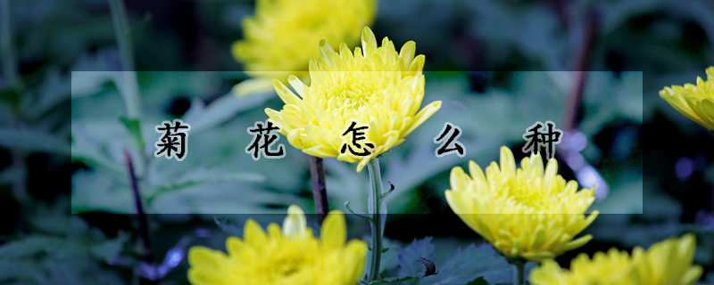 菊花怎么種