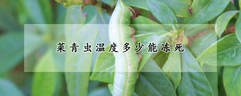 菜青蟲(chóng)溫度多少能凍死