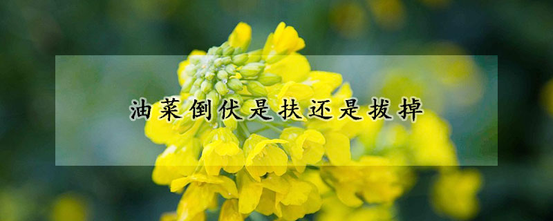 油菜倒伏是扶還是拔掉