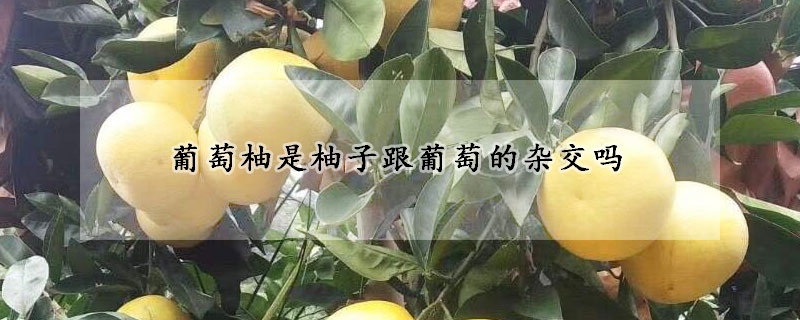 葡萄柚是柚子跟葡萄的雜交嗎