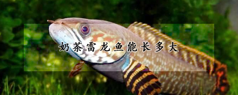 奶茶雷龍魚能長多大