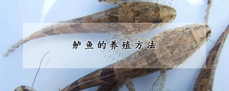 鱸魚的養(yǎng)殖方法