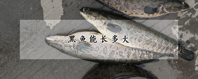 黑魚能長多大